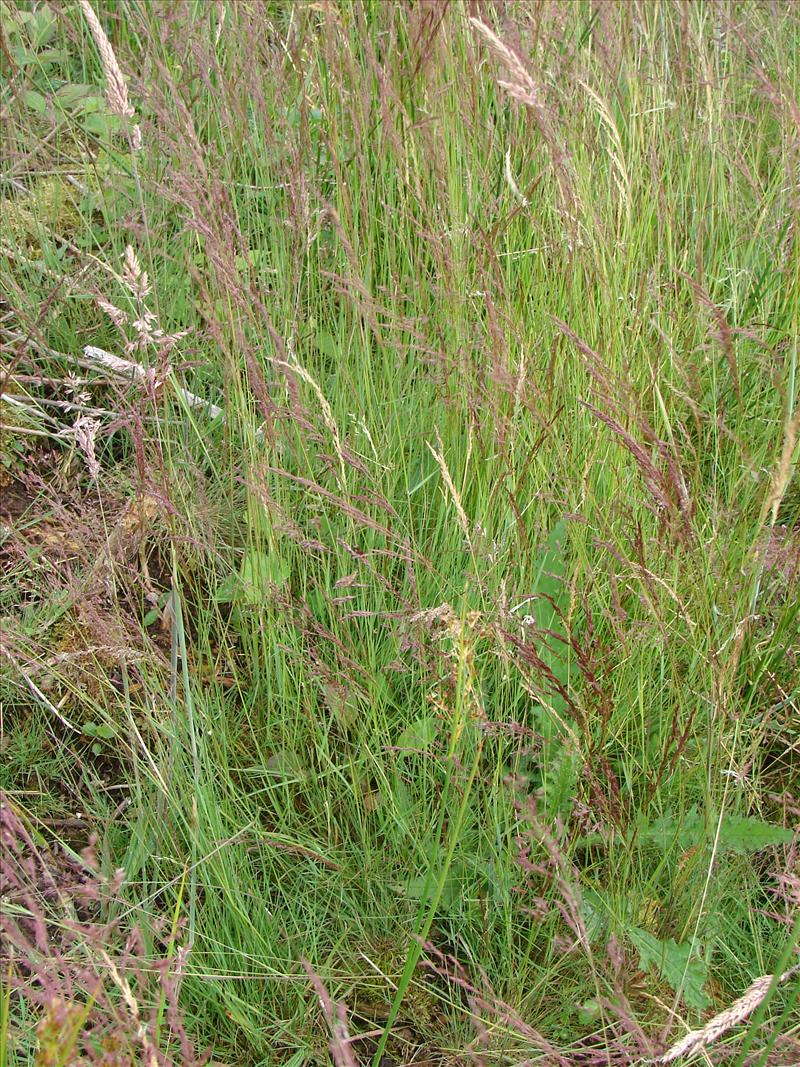 Agrostis canina (door Adrie van Heerden)