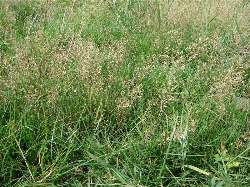 Agrostis capillaris (door Adrie van Heerden)