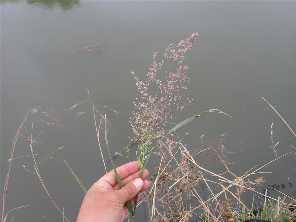 Agrostis gigantea (door Tim van de Vondervoort)