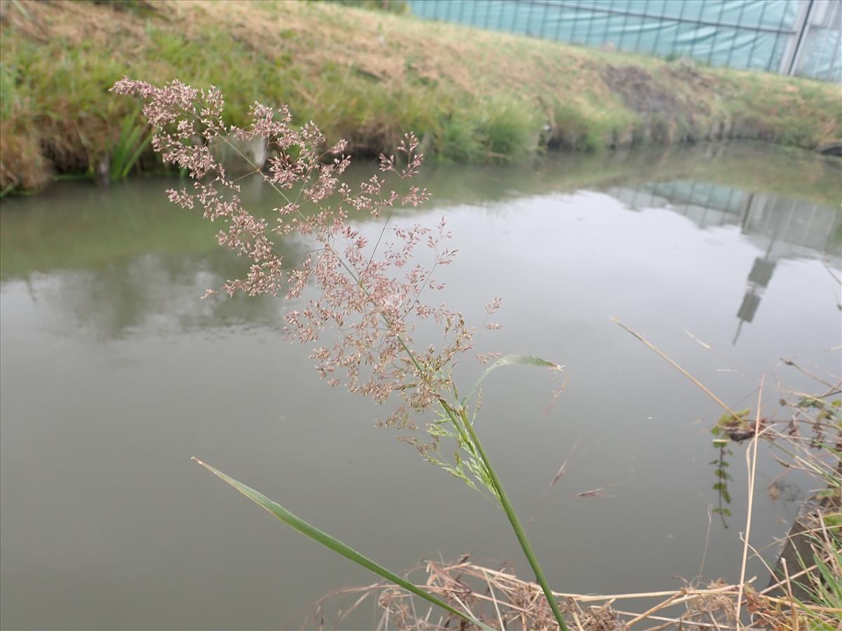 Agrostis gigantea (door Tim van de Vondervoort)