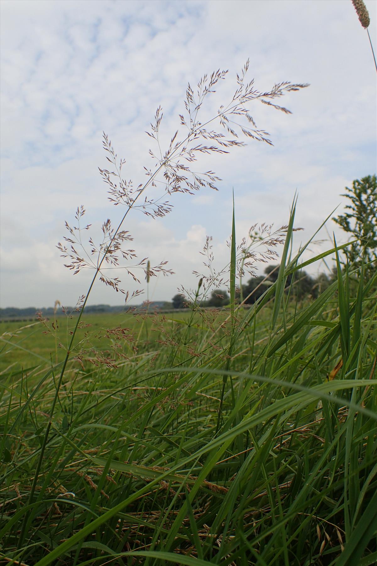 Agrostis gigantea (door Adrie van Heerden)