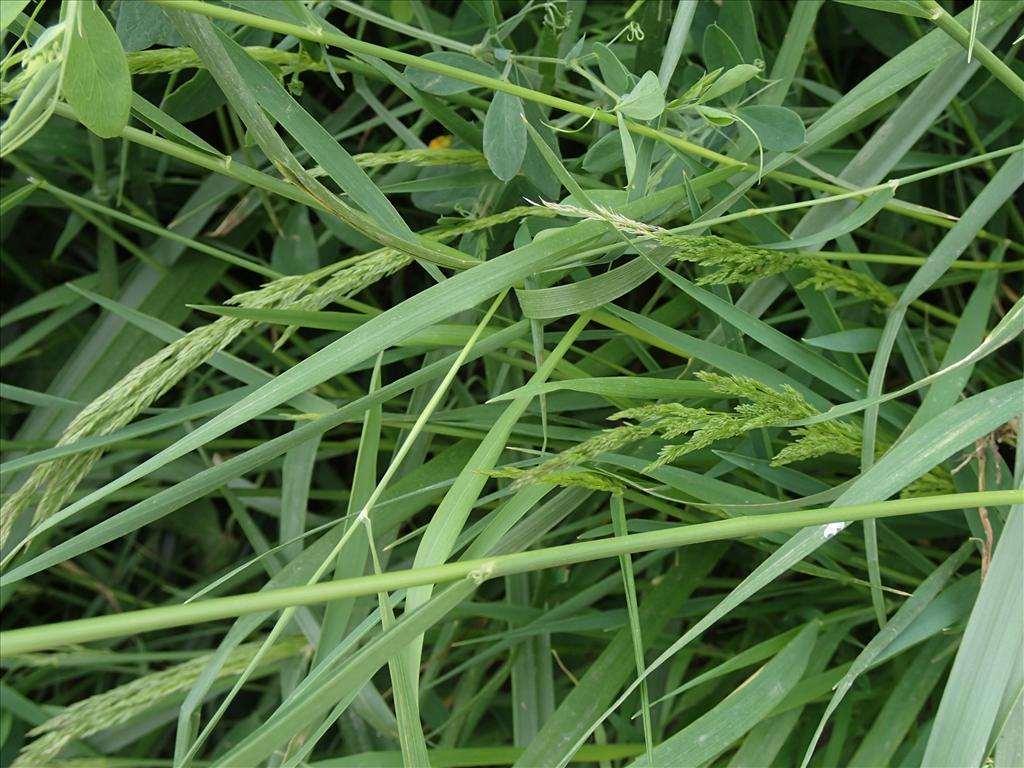 Agrostis gigantea (door Adrie van Heerden)