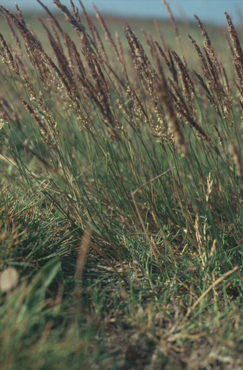 Agrostis stolonifera (door Adrie van Heerden)