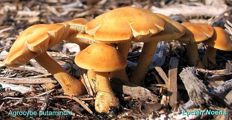 Agrocybe putaminum (door Lucien Noens)