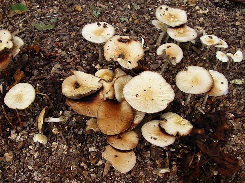 Agrocybe rivulosa (door Aldert Gutter)