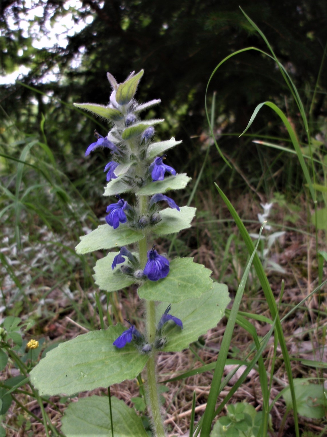 Ajuga genevensis (door Aad van Diemen)