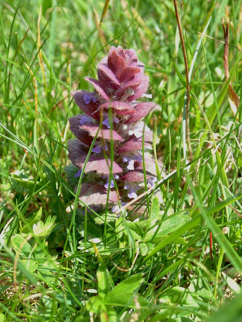 Ajuga pyramidalis (door Adrie van Heerden)