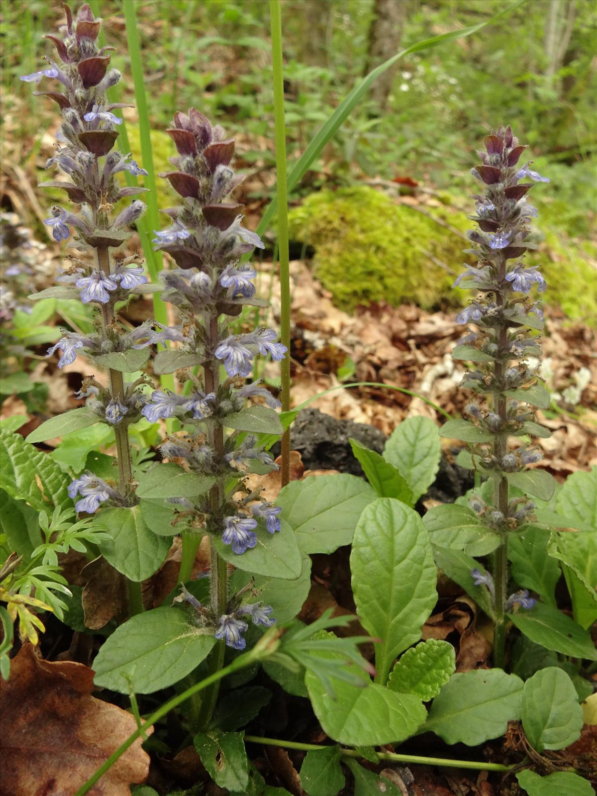 Ajuga reptans (door Jakob Hanenburg)