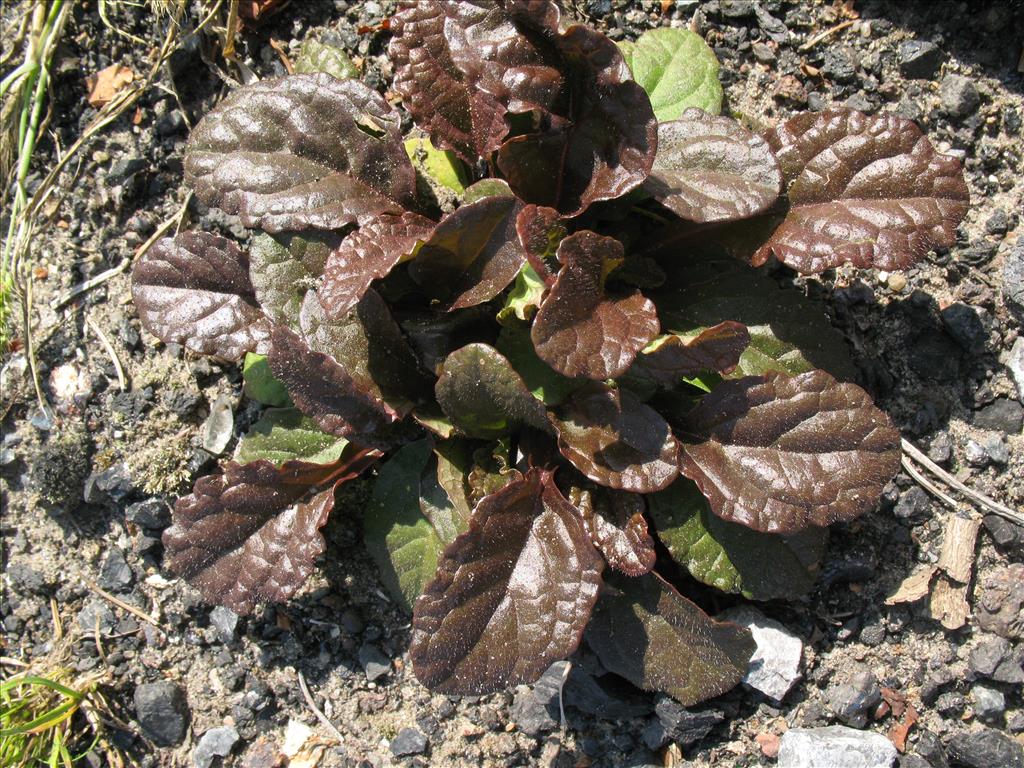 Ajuga reptans 'Atropurpurea' (door Rutger Barendse)