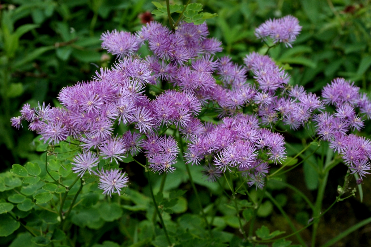 Thalictrum aquilegiifolium (door Joke Schaminée-Sluis)