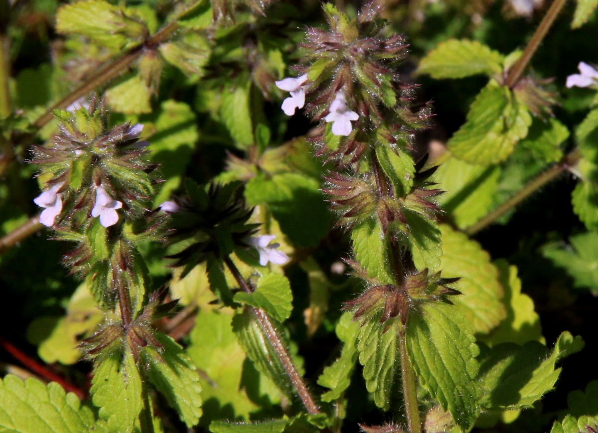 Stachys arvensis (door Peter Meininger)