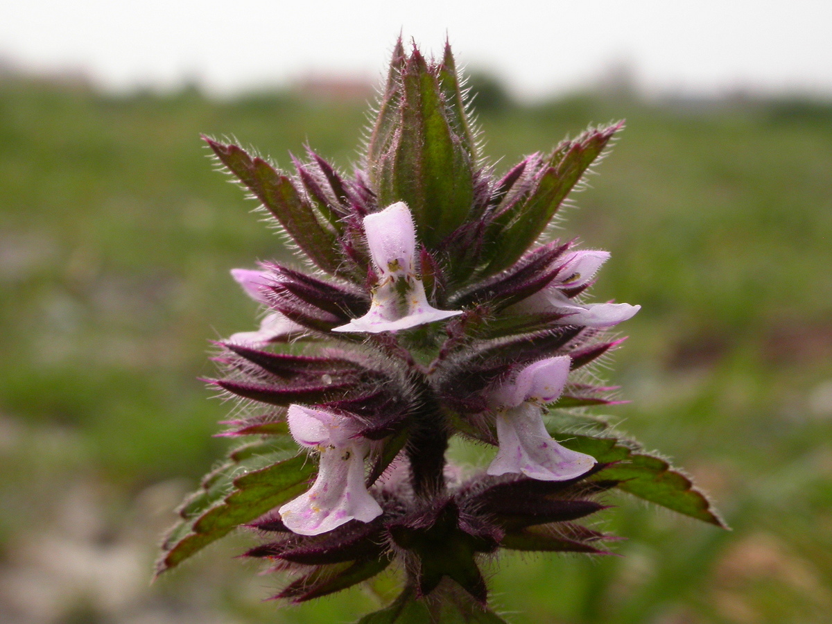 Stachys arvensis (door Peter Meininger)