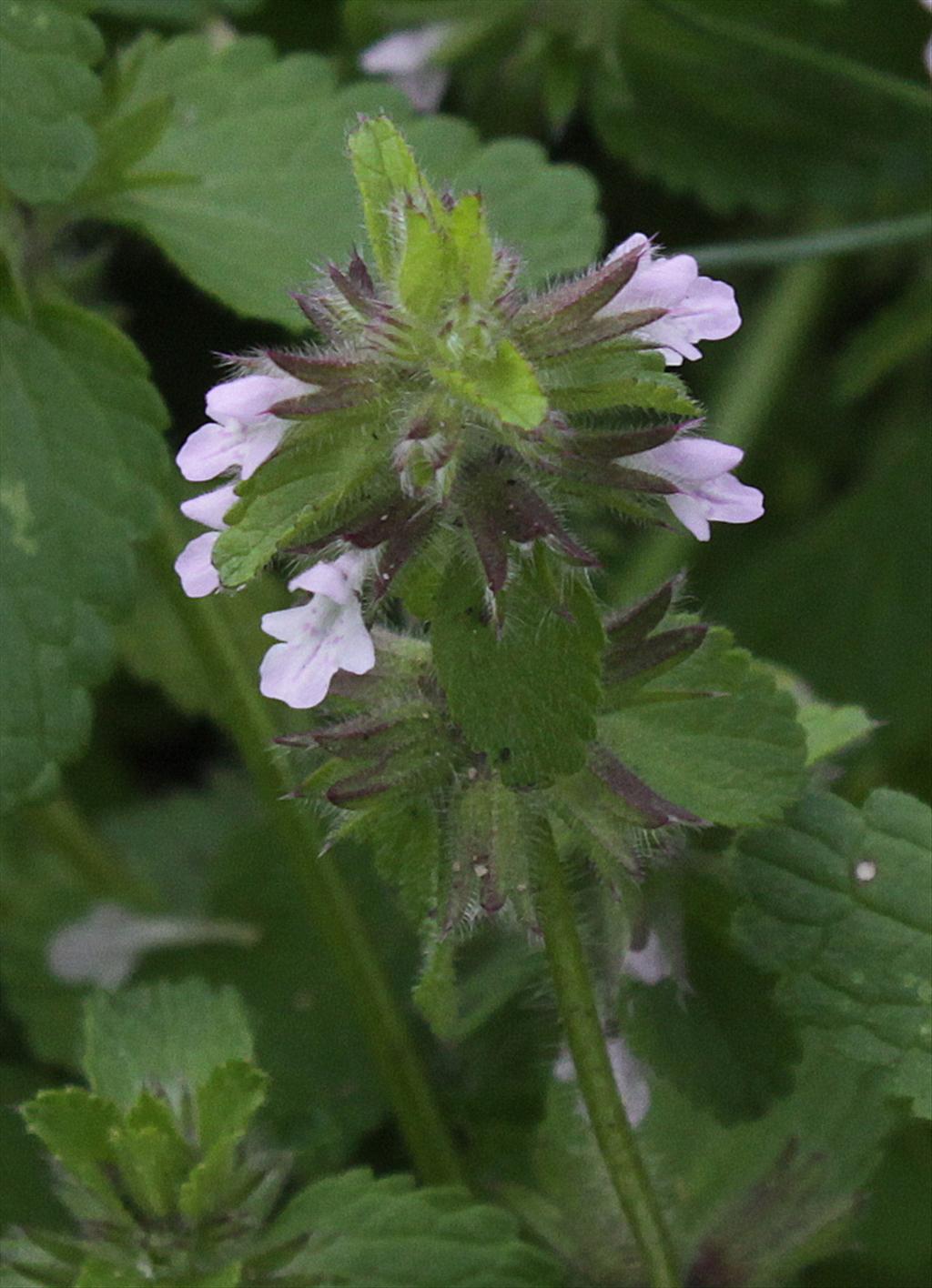 Stachys arvensis (door Peter Meininger)