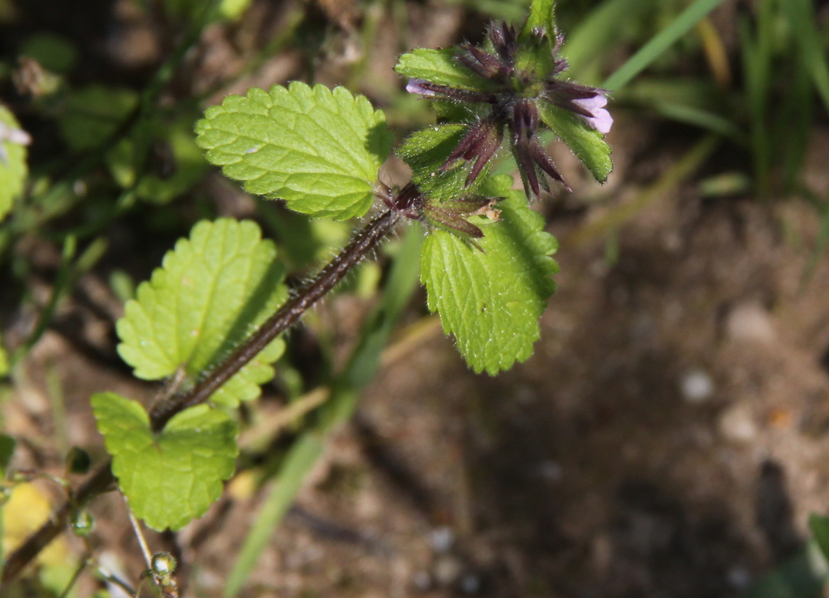 Stachys arvensis (door Peter Meininger)