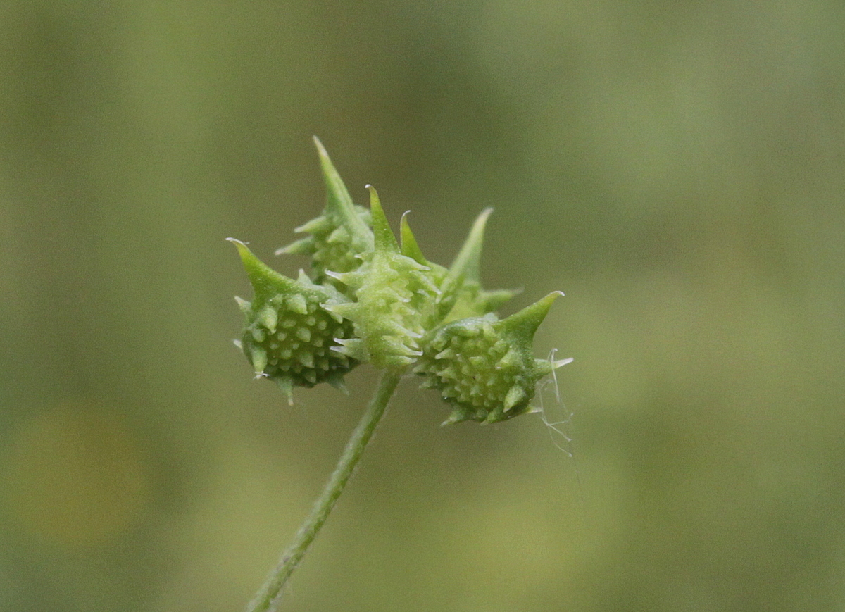 Ranunculus arvensis (door Peter Meininger)