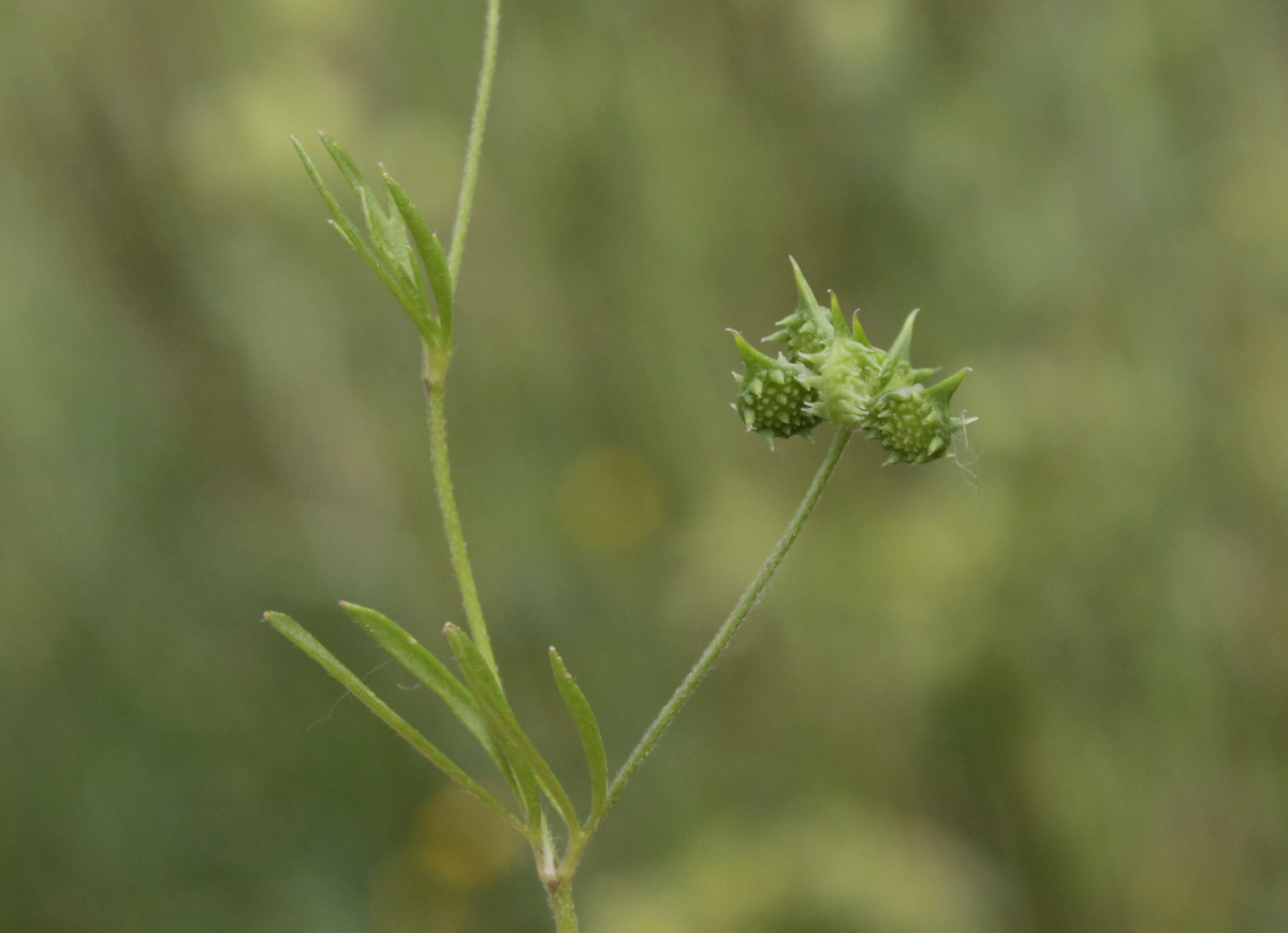 Ranunculus arvensis (door Peter Meininger)