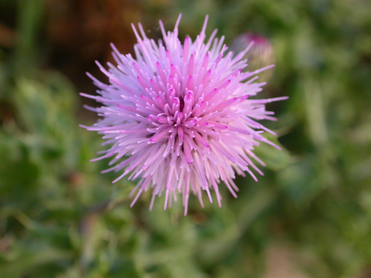 Cirsium arvense (door Peter Meininger)