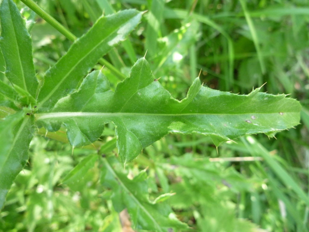 Cirsium arvense (door Cor Nonhof)