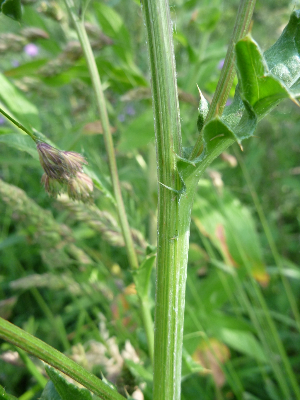 Cirsium arvense (door Cor Nonhof)