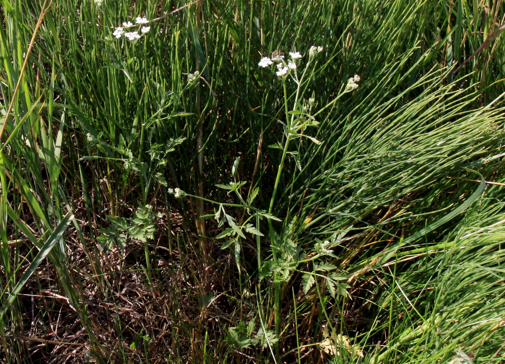 Torilis arvensis (door Peter Meininger)