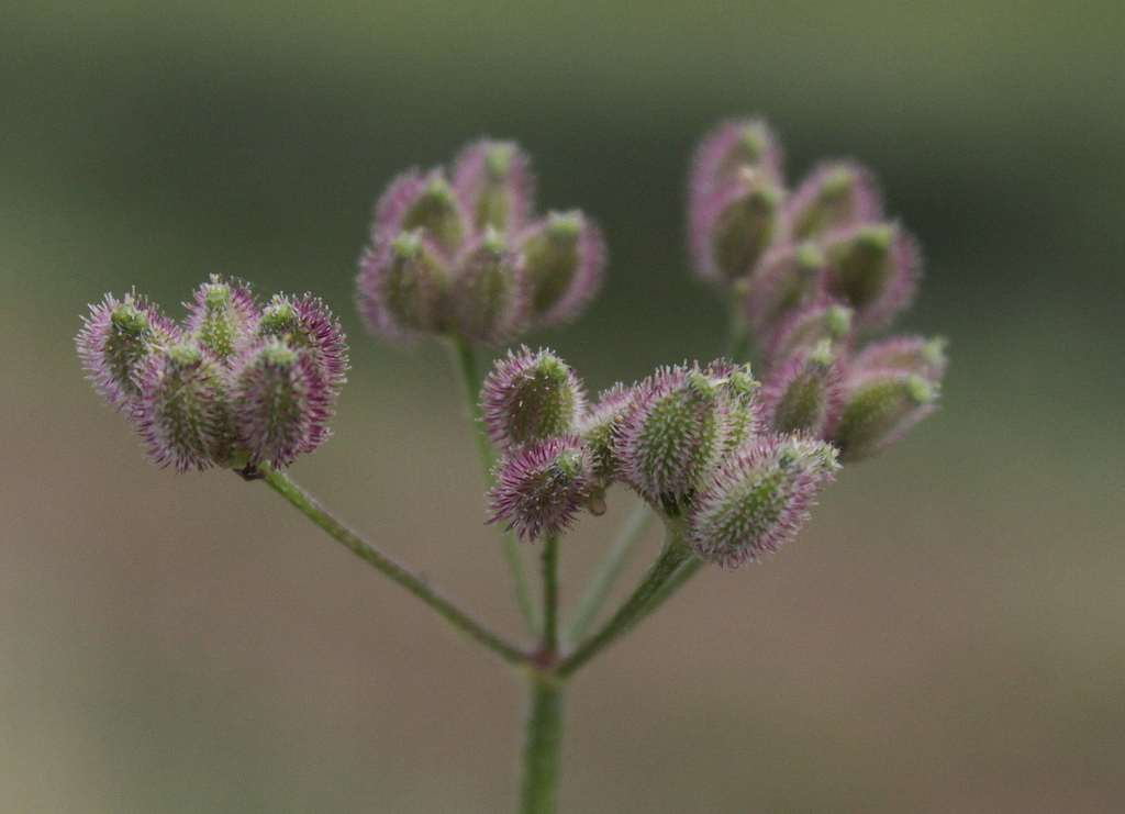 Torilis arvensis (door Peter Meininger)