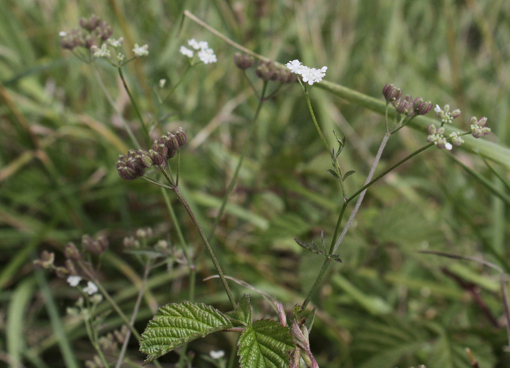 Torilis arvensis (door Peter Meininger)