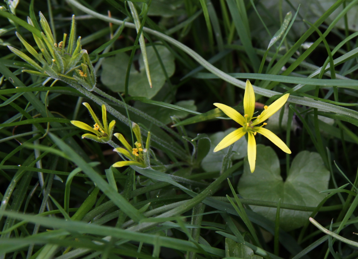 Gagea villosa (door Peter Meininger)