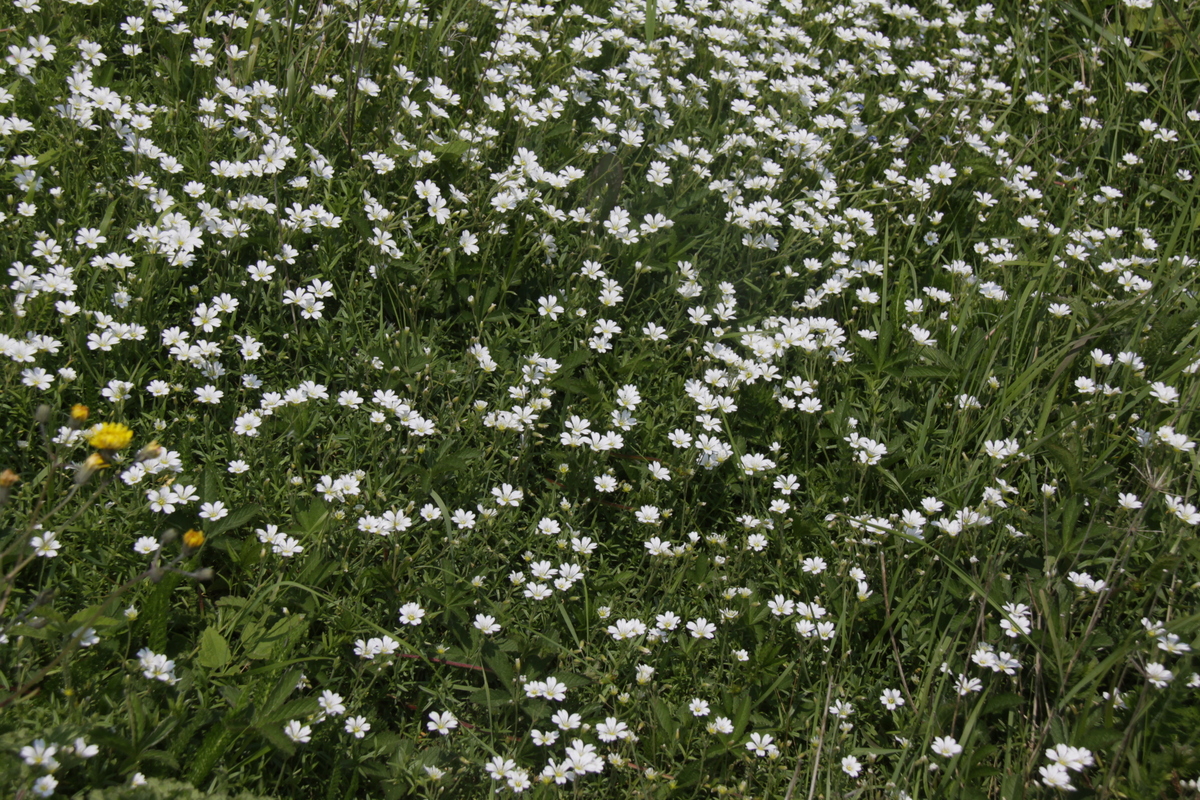 Cerastium arvense (door Peter Meininger)