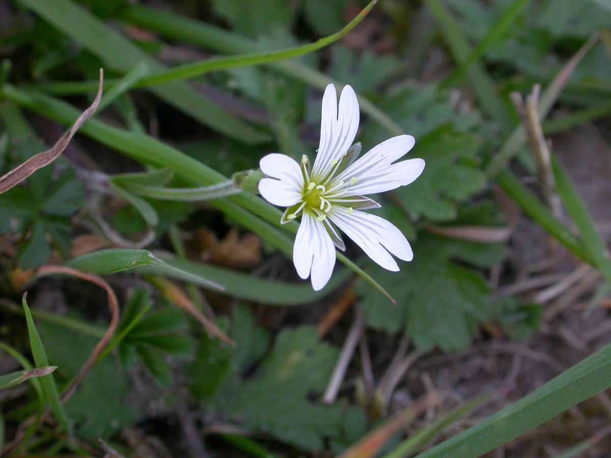 Cerastium arvense (door Peter Meininger)