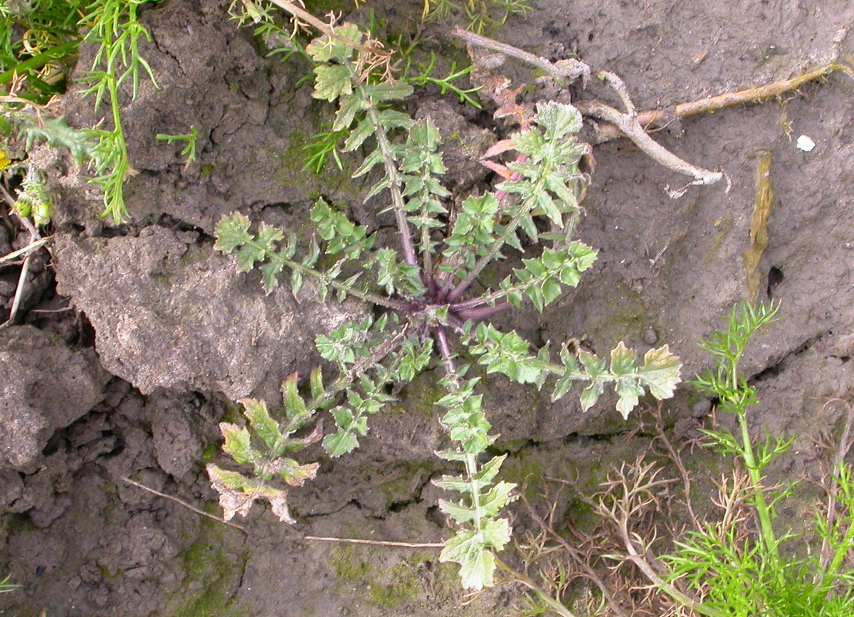 Sisymbrium officinale (door Peter Meininger)