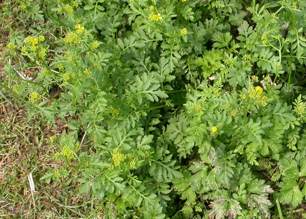 Rorippa sylvestris (door Peter Meininger)