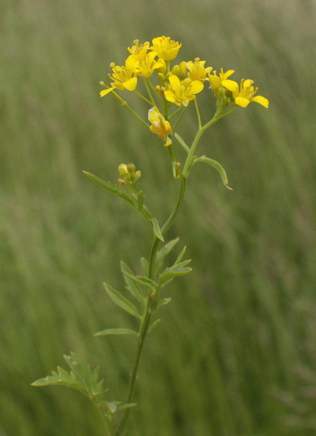 Rorippa sylvestris (door Peter Meininger)