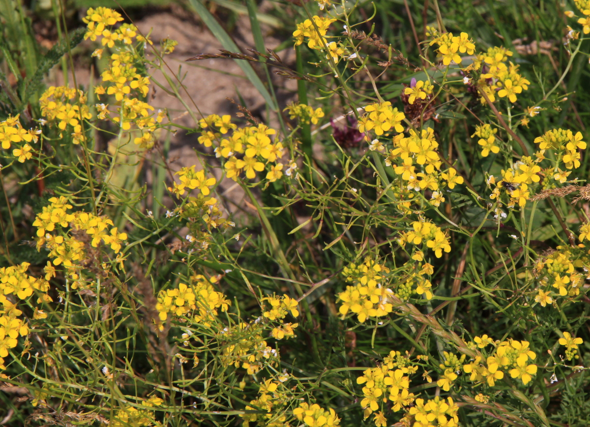 Rorippa sylvestris (door Peter Meininger)