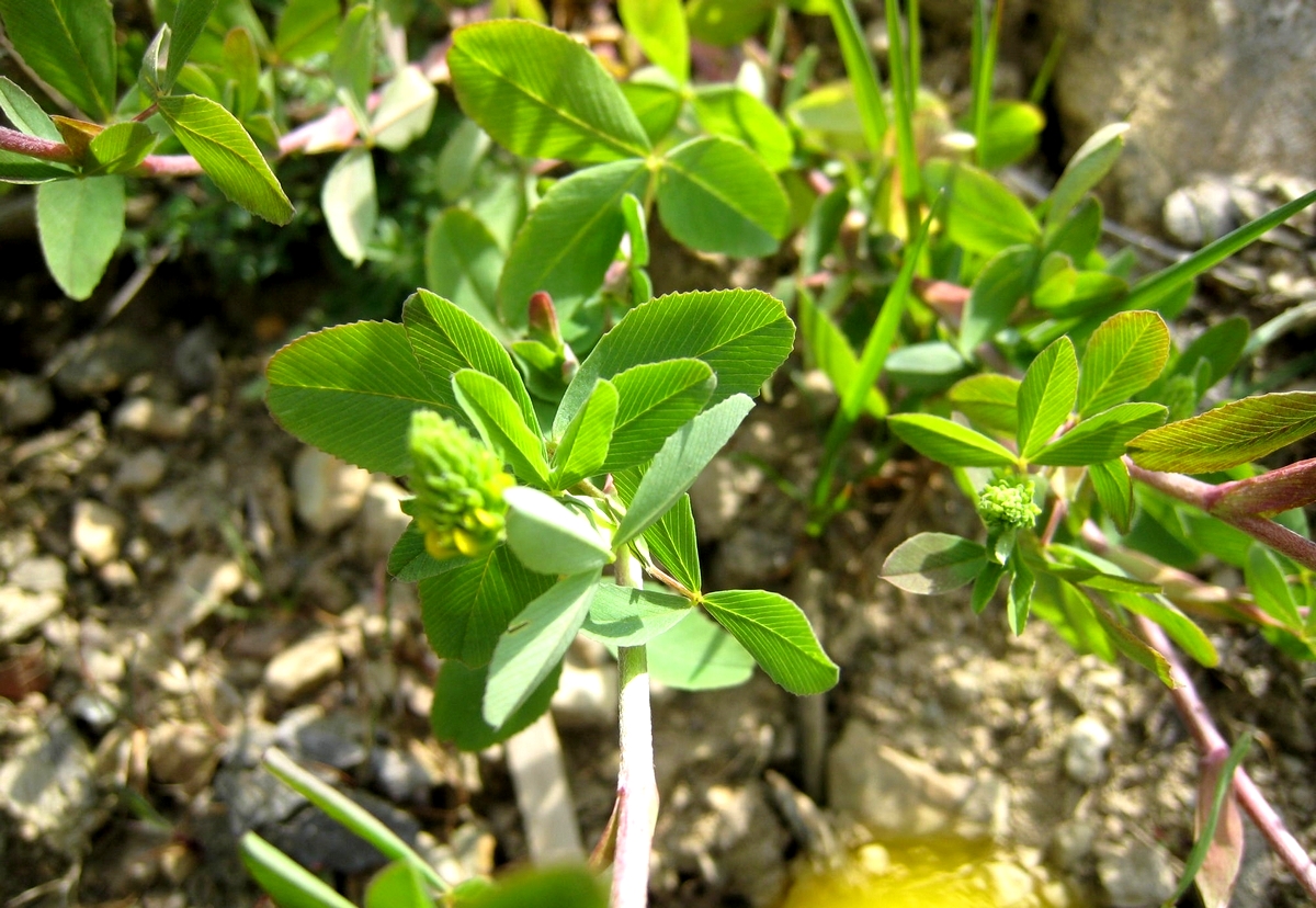 Trifolium aureum (door Joke Schaminée-Sluis)