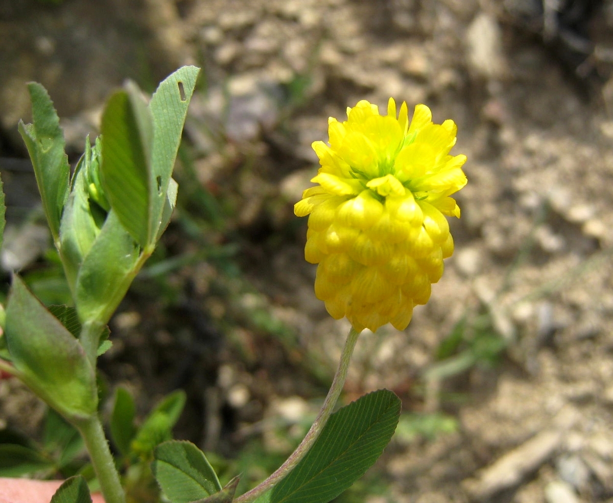 Trifolium aureum (door Joke Schaminée-Sluis)