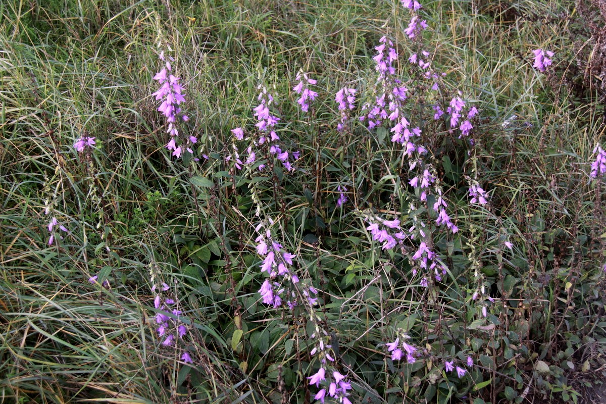 Campanula rapunculoides (door Peter Meininger)