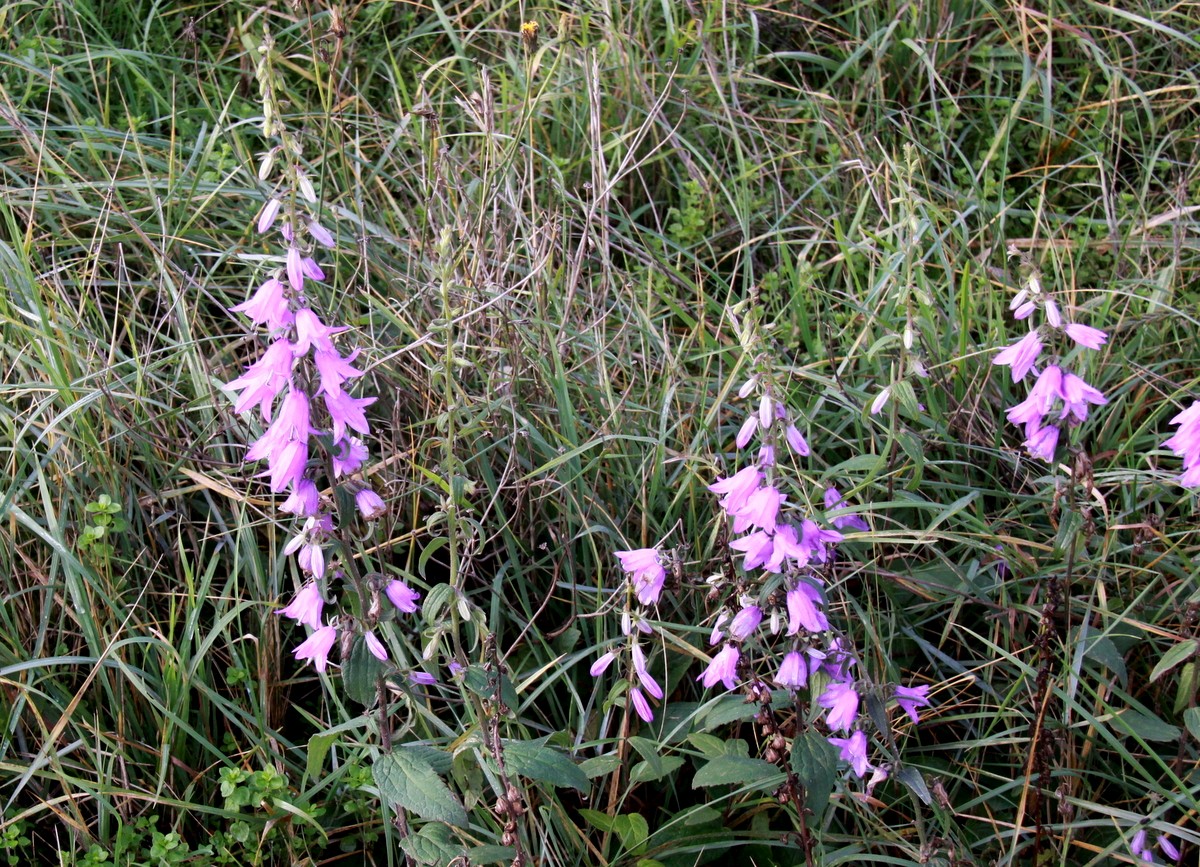 Campanula rapunculoides (door Peter Meininger)