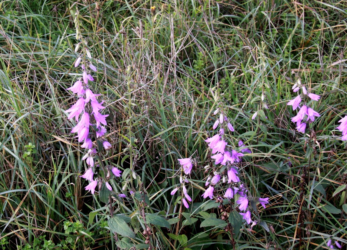 Campanula rapunculoides (door Peter Meininger)