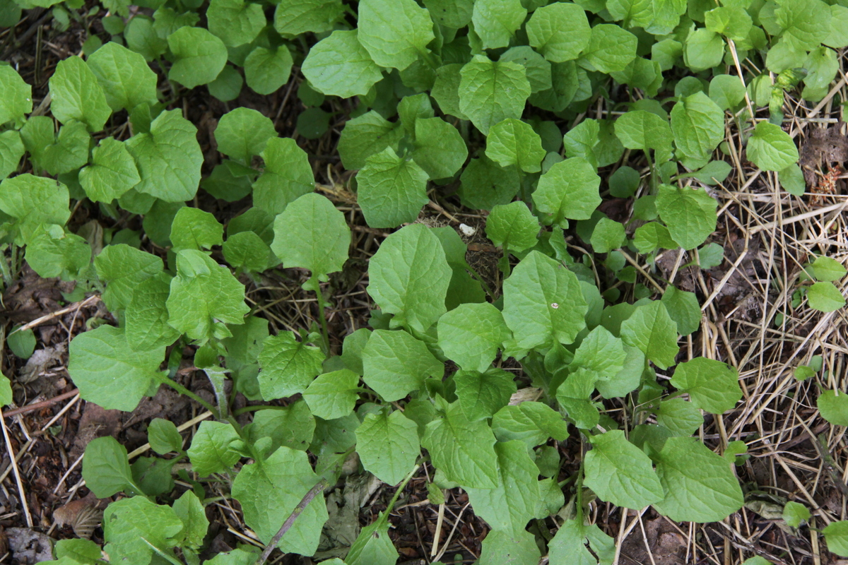 Lapsana communis (door Peter Meininger)