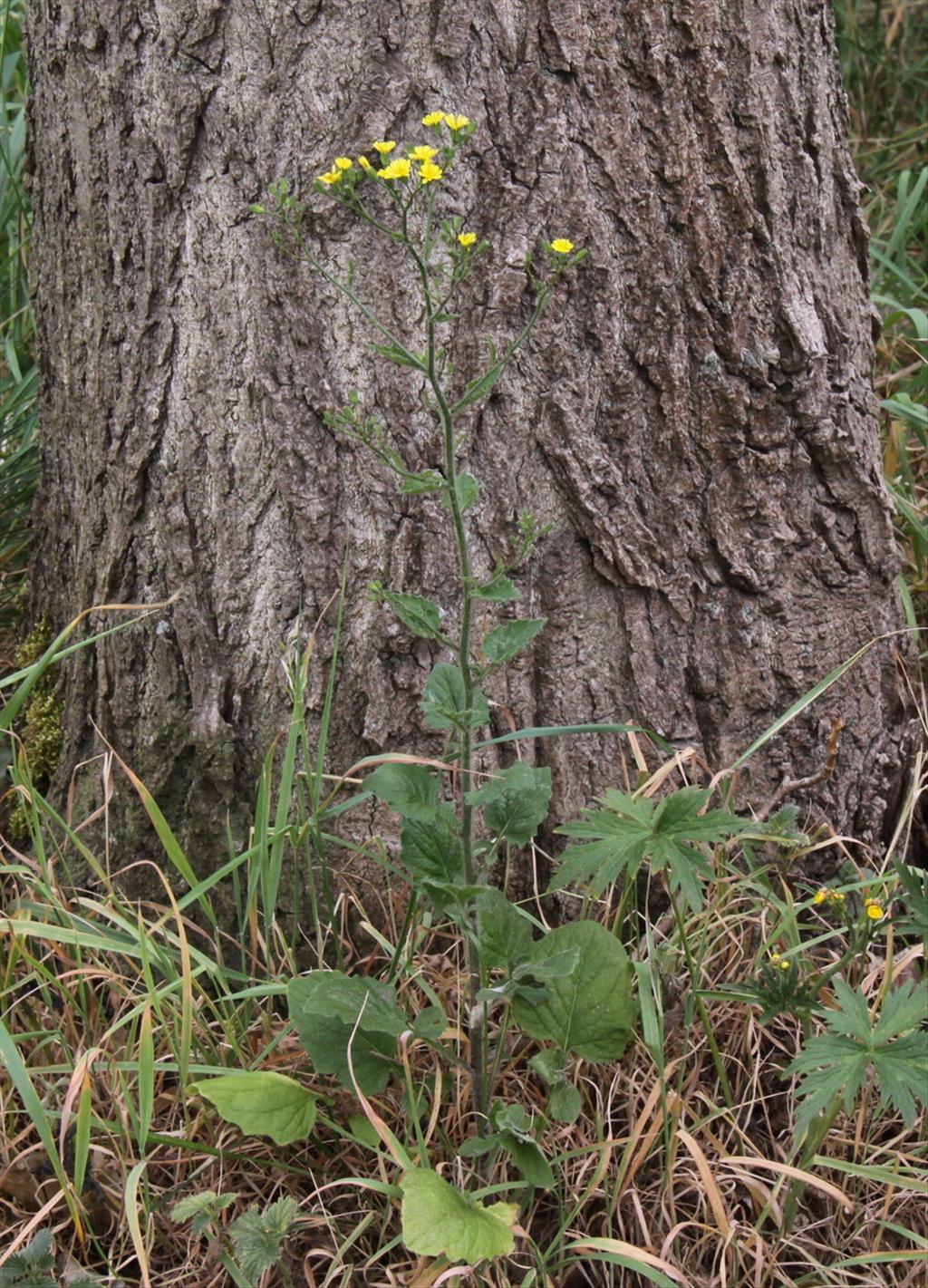 Lapsana communis (door Peter Meininger)