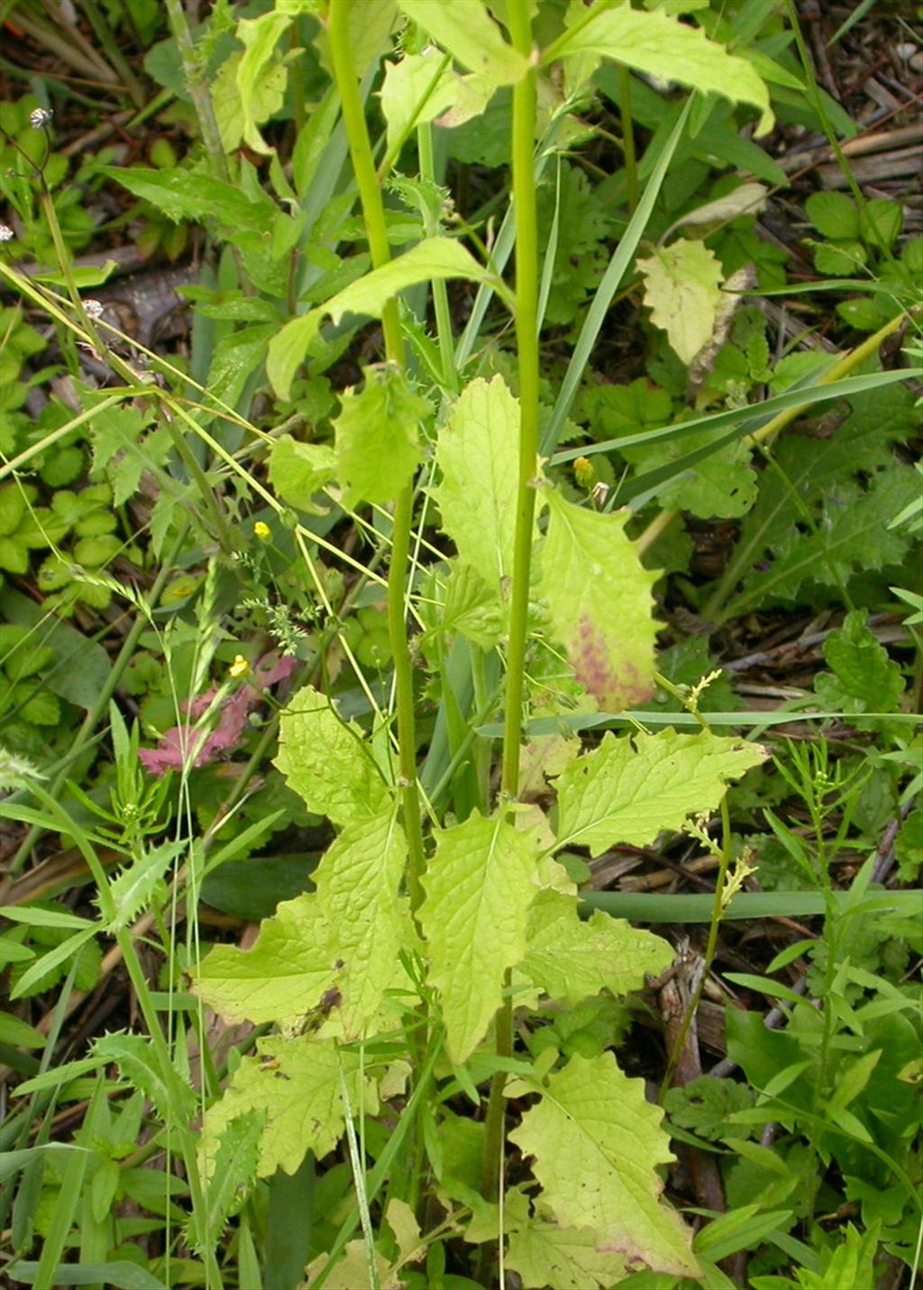 Lapsana communis (door Peter Meininger)