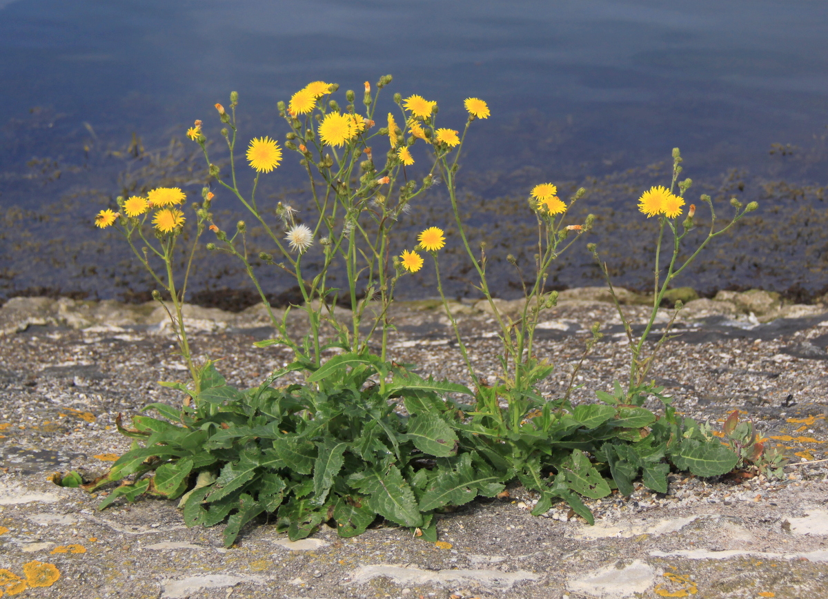 Sonchus arvensis (door Peter Meininger)