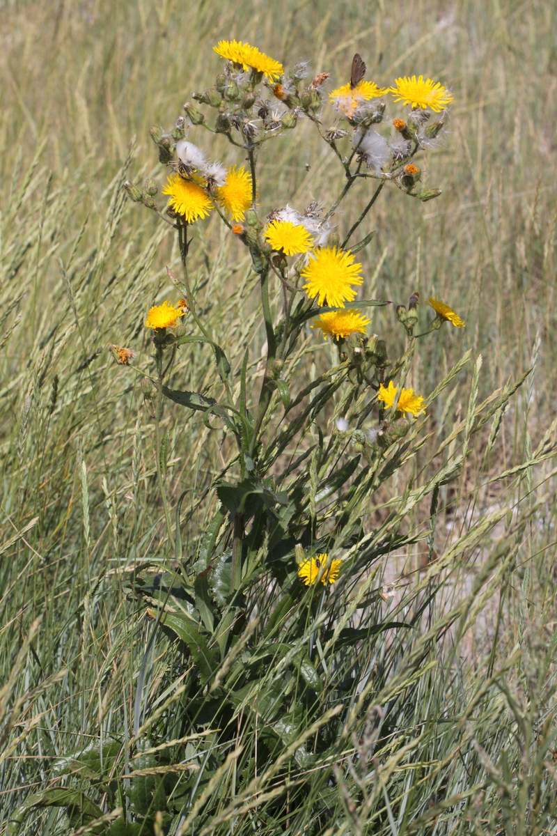 Sonchus arvensis (door Peter Meininger)