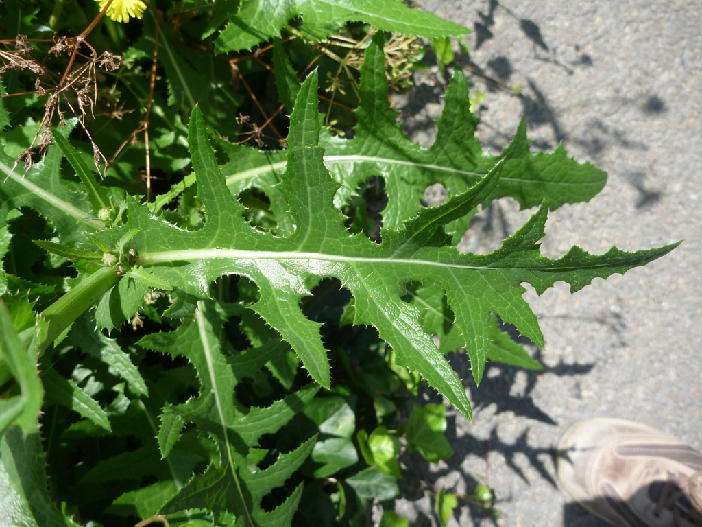 Sonchus arvensis (door Cor Nonhof)