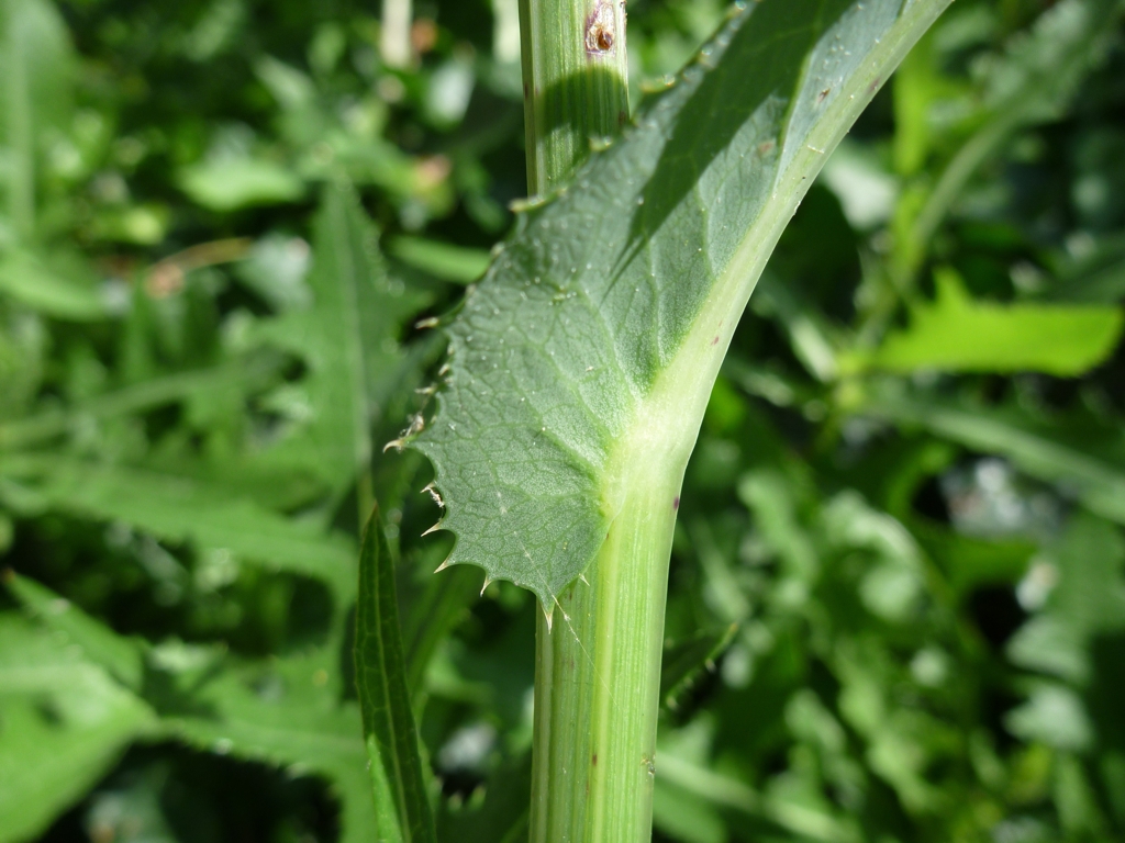 Sonchus arvensis (door Cor Nonhof)