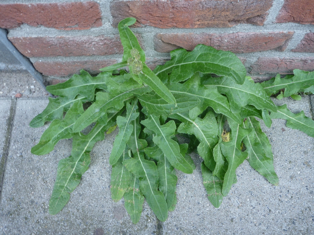 Sonchus arvensis (door Cor Nonhof)