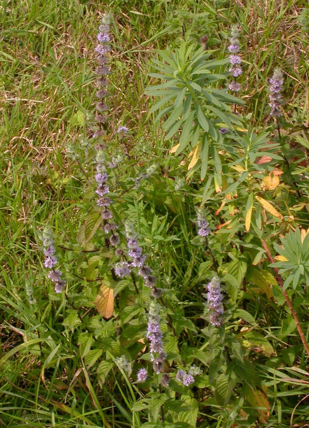 Mentha arvensis (door Peter Meininger)