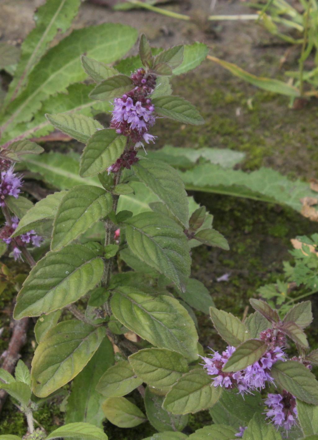 Mentha arvensis (door Peter Meininger)