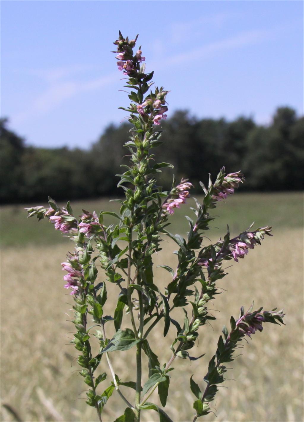 Odontites vernus subsp. vernus (door Peter Meininger)