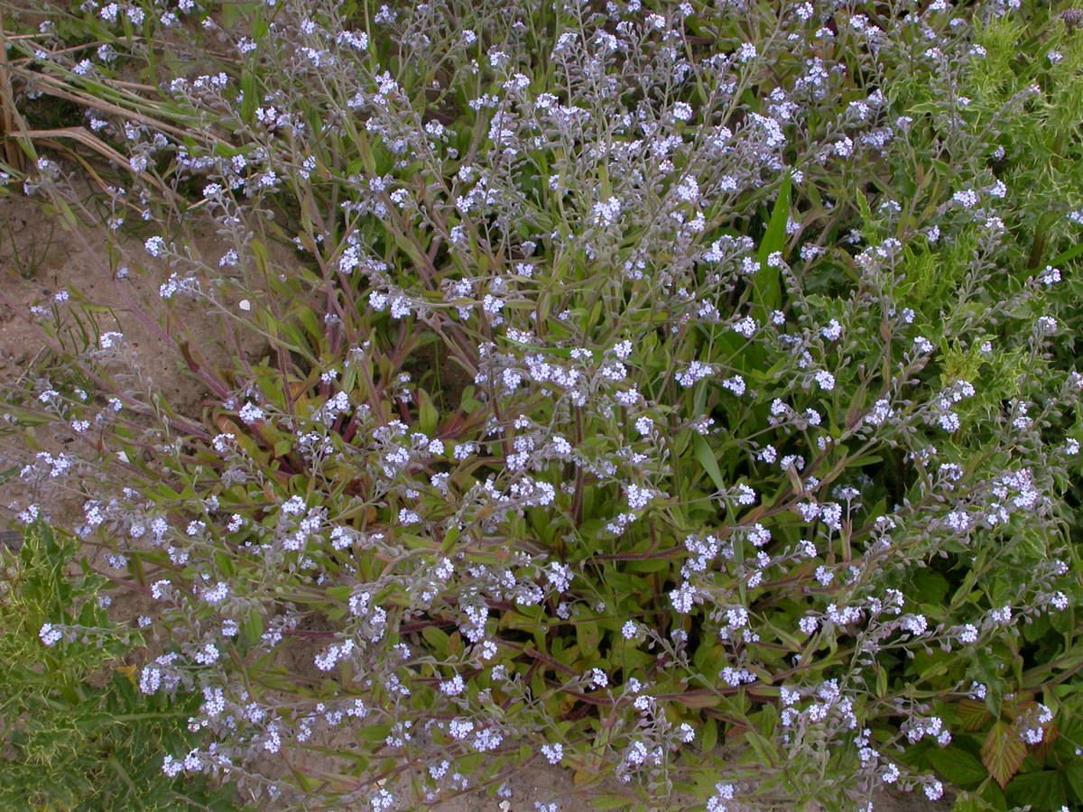 Myosotis arvensis (door Peter Meininger)